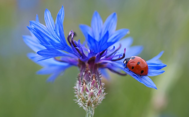 What to Know About the Insects in Your Garden