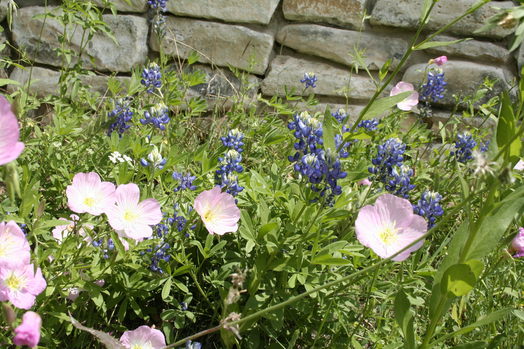 Bluebonnets, Texas' state flower, are among the native vegetation visitors might spot on the Texas Native Trail.