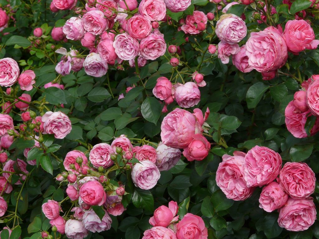 Instead of transplanting the entire rose bush, you can take a hardwood cutting and grow a new bush at your next home.