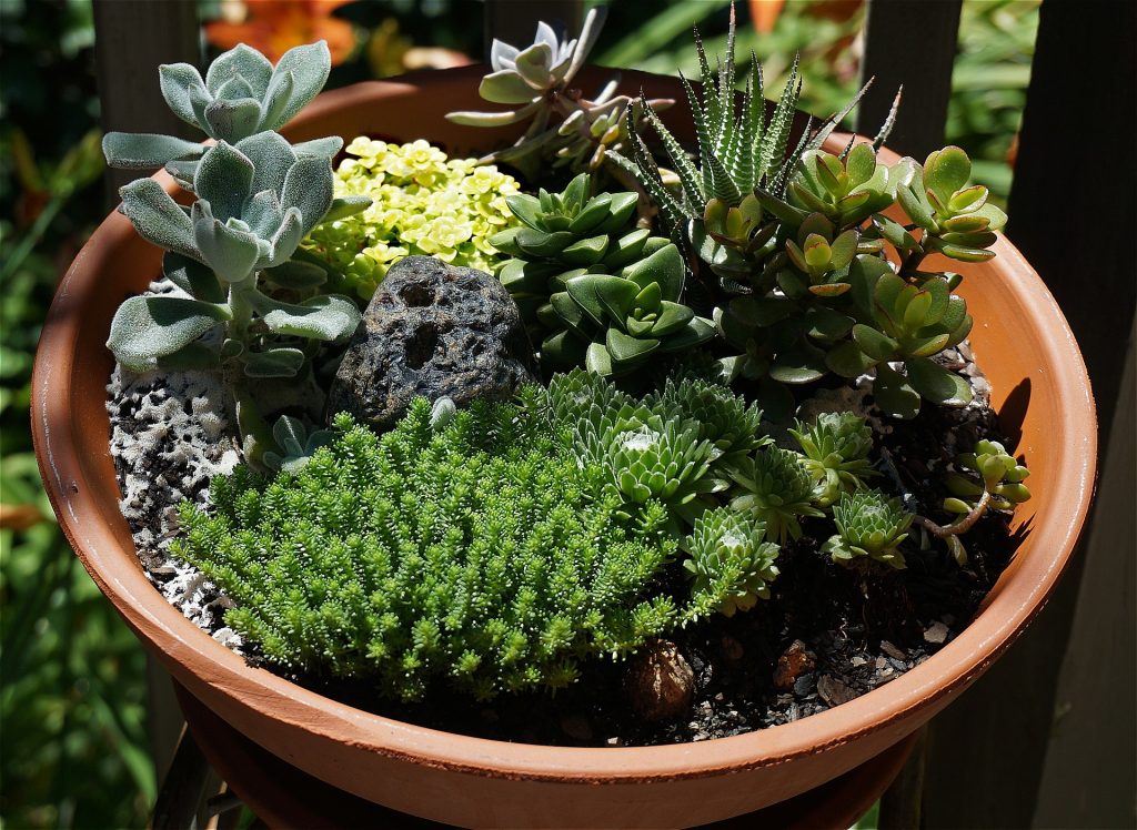 Succulents are a low maintenance option that can really add wow-factor to a sunny patio space.