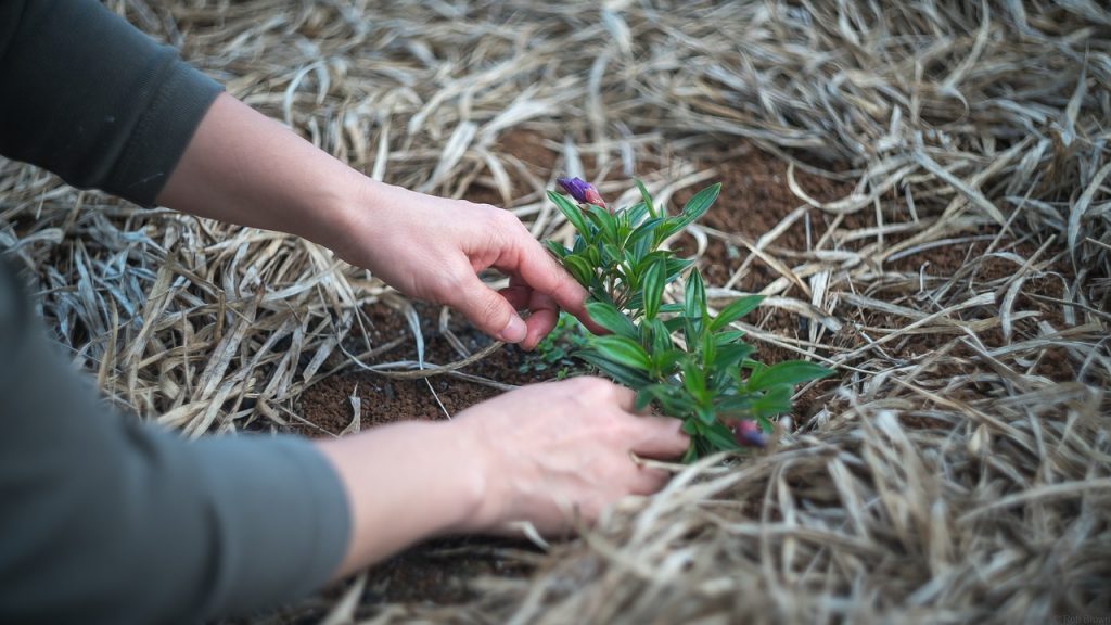 Gardening is great exercise and has a number of physical benefits.