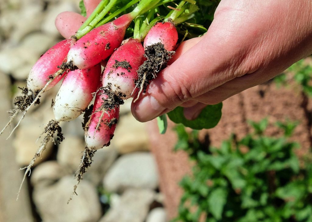 For many going through drug and rehabilitation programs, gardening is a great supplement to traditional therapy programs, providing a new positive outlet for patients to explore.