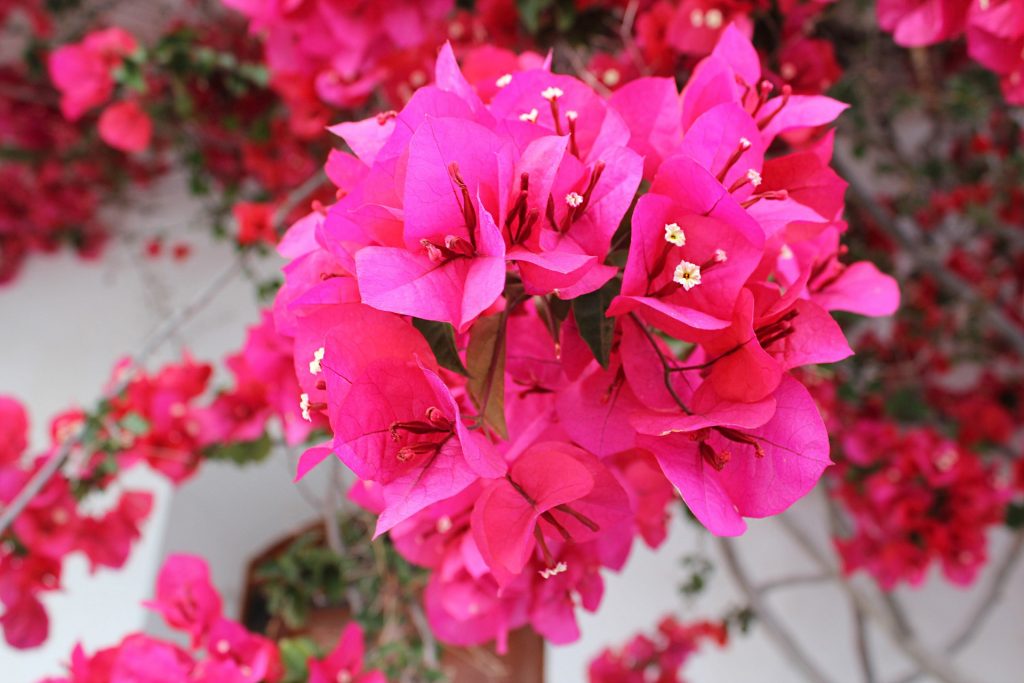 Brightly-colored bougainvillea grows well in dry climates and adds a welcome splash of color to desert scenery.