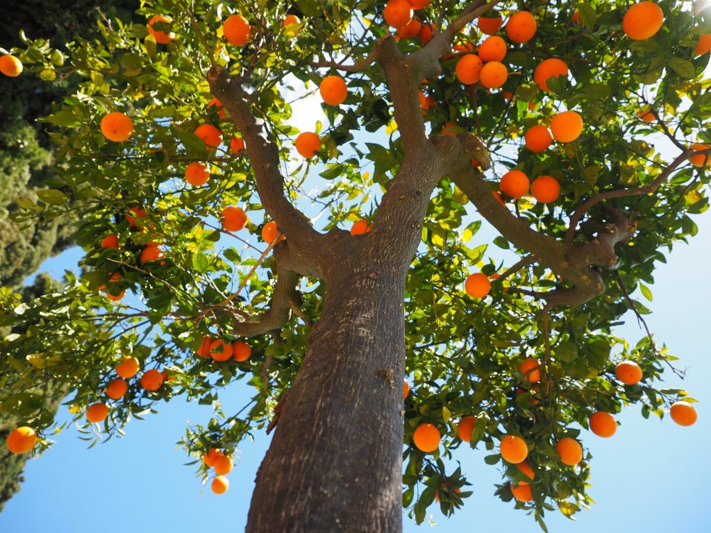 Drive down just about any street in Phoenix and you'll spot a citrus tree growing.