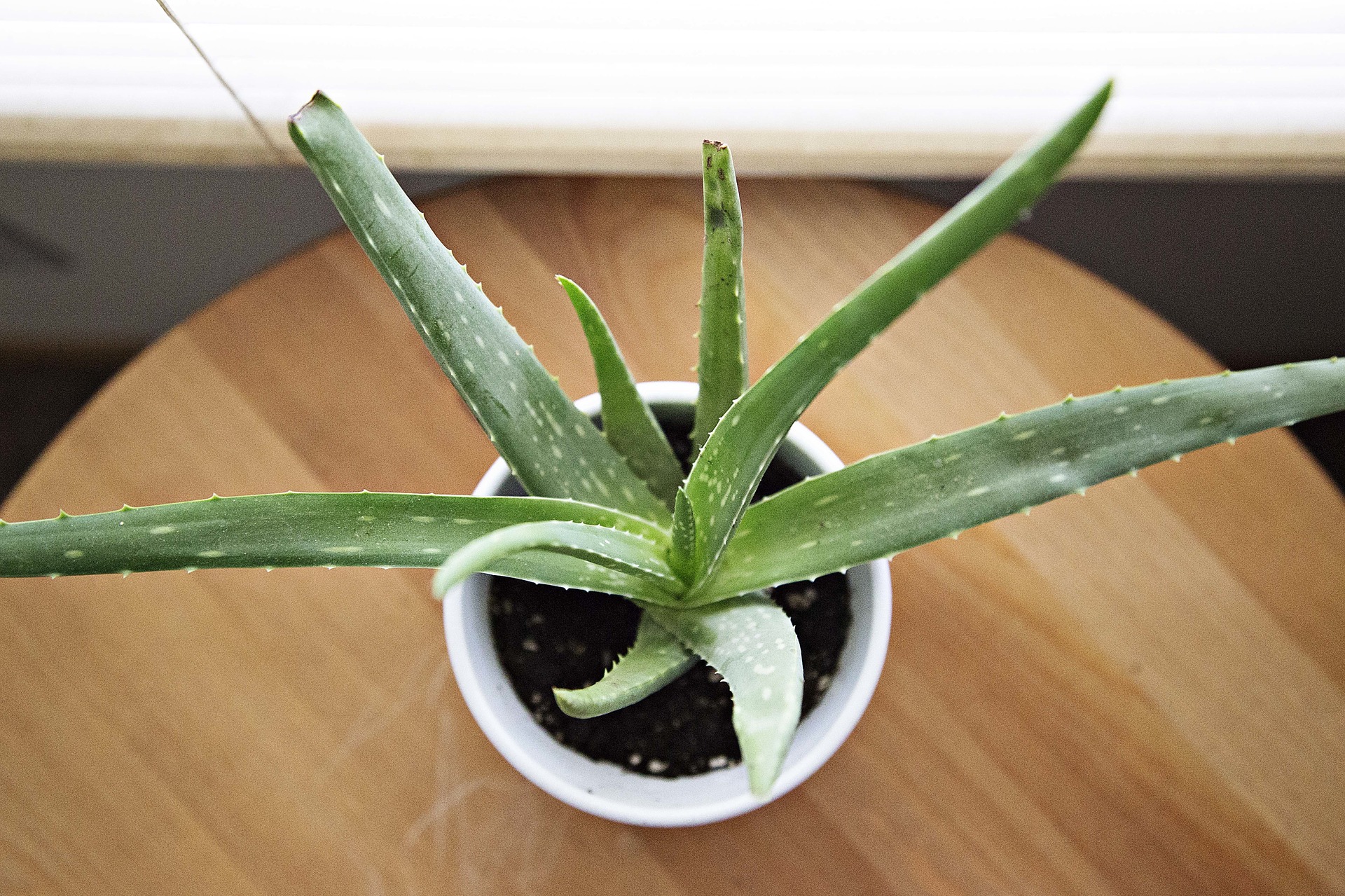 Aloe Vera is easy to care for and is perfect for brightening up a workspace. 
